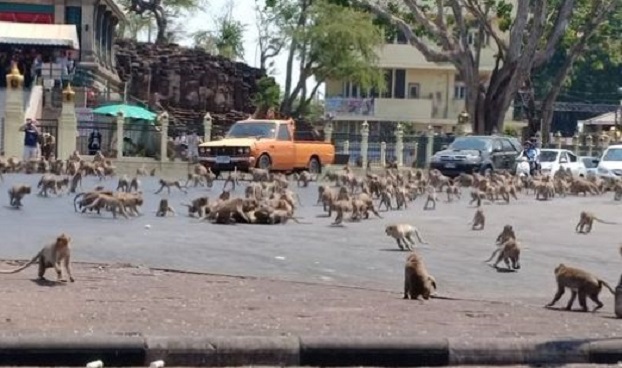 Monyet turun ke jalan di Thailand/net