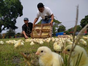 Peternak ayam di Yogyakarta melepaskan anak ayam sebagai bentuk protes/krjogja