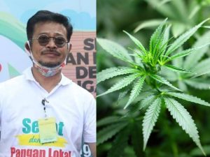 Menteri Pertanian Syahrul Yasin Lia mencabut Kepmentan tentang ganja masuk daftar tanaman obat binaan. /Kolase Instagram/@syasinlimpo, Pixabay/7raysmarketing/