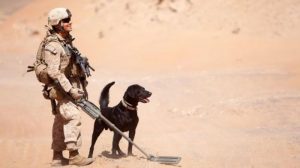 Ilustrasi anjing pelacak ranjau perang - Foto: Istimewa