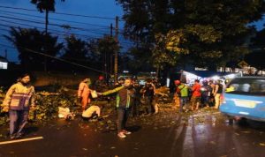Pohon tumbang di kota Bogor, Rabu (23/9/2020) - Foto: Republika