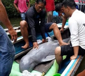 Pesut/Lumba-Lumba dievakuasi ke Sungai Kampar dengan menggunakan mobil - Foto: Riau24