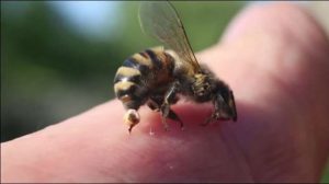 ilustrasi lebah madu - Foto: Istimewa