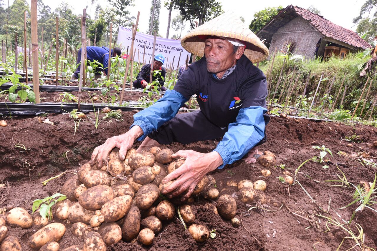 Petani kentang - Foto: Istimewa